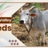 Krishna valley Cow Breeds