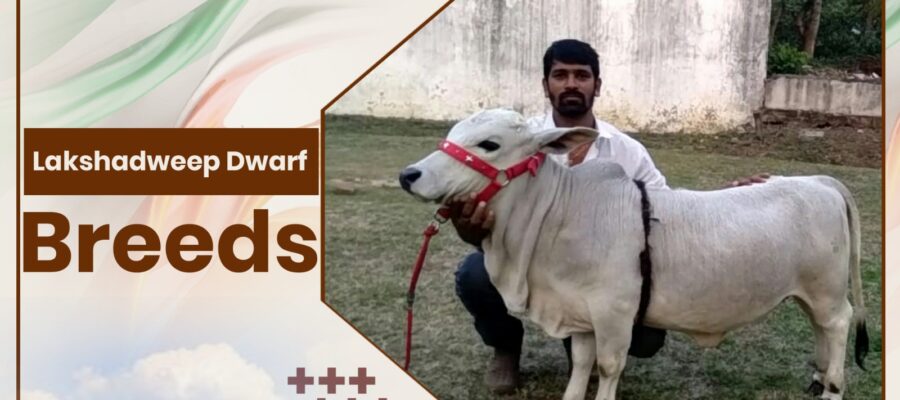 Lakshadweep Dwarf Cow Breeds