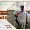 Lakshadweep Dwarf Cow Breeds