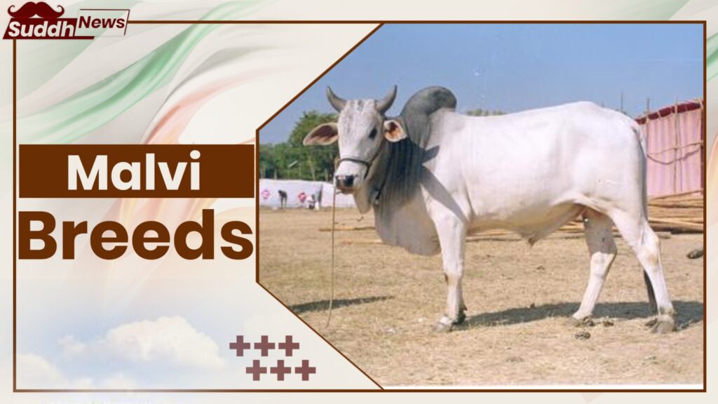 Malvi Cow Breeds