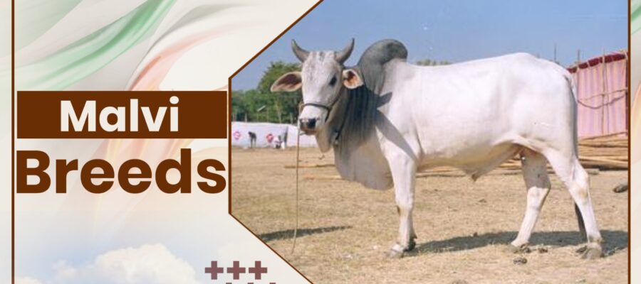 Malvi Cow Breeds