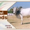 Malvi Cow Breeds