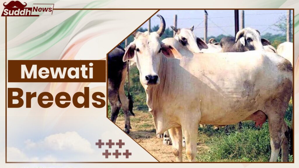 Mewati Cow Breeds