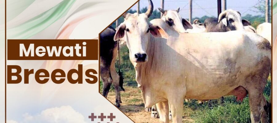 Mewati Cow Breeds