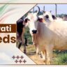 Mewati Cow Breeds
