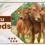 Motu Cow Breeds