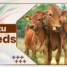 Motu Cow Breeds