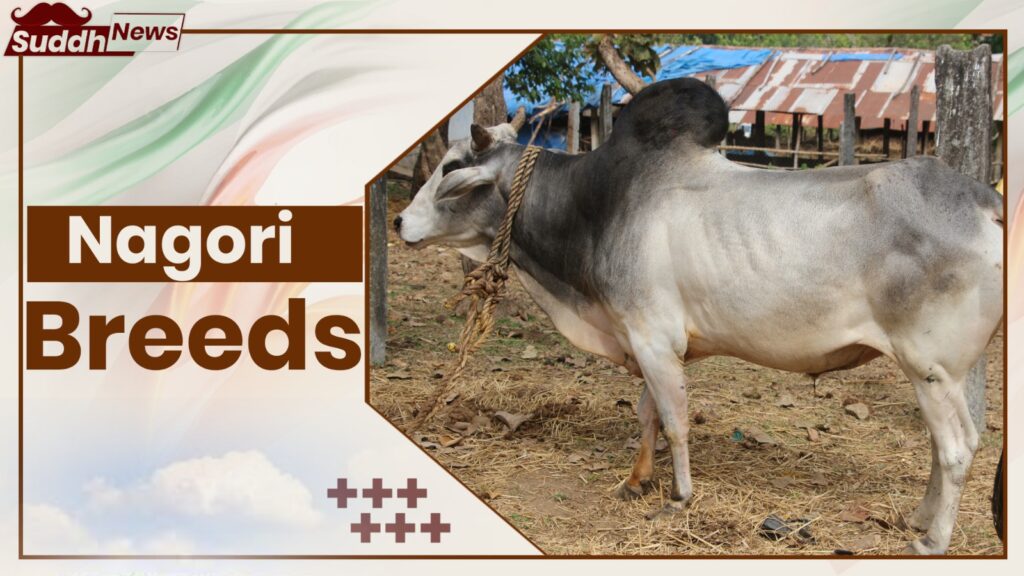 Nagori Cow breeds