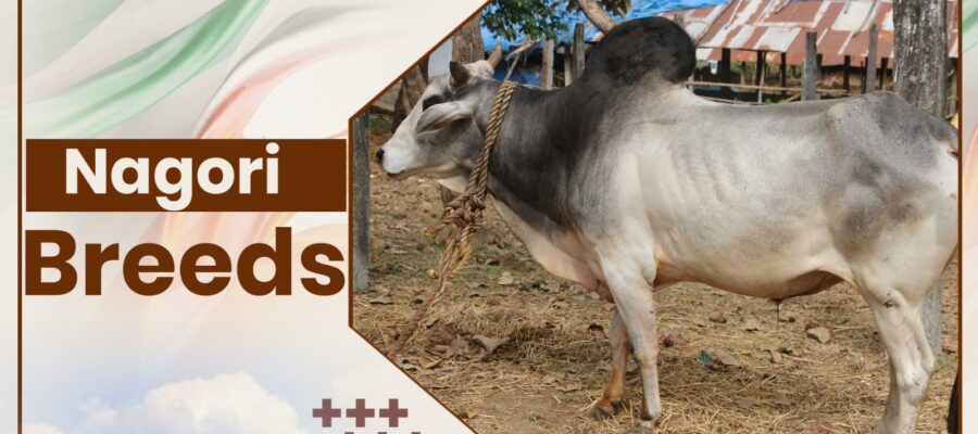 Nagori Cow breeds