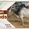 Nagori Cow breeds