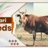 Nimari Cow Breeds