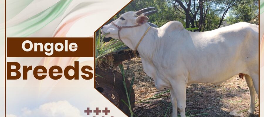 Ongole Cow Breeds In India