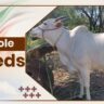 Ongole Cow Breeds In India