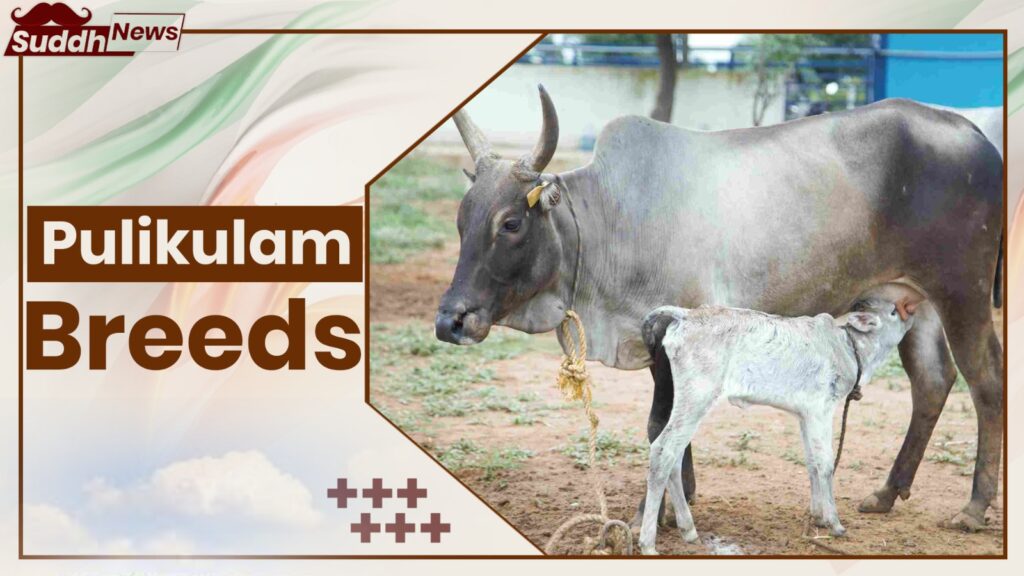 Pulikulam Cow Breeds