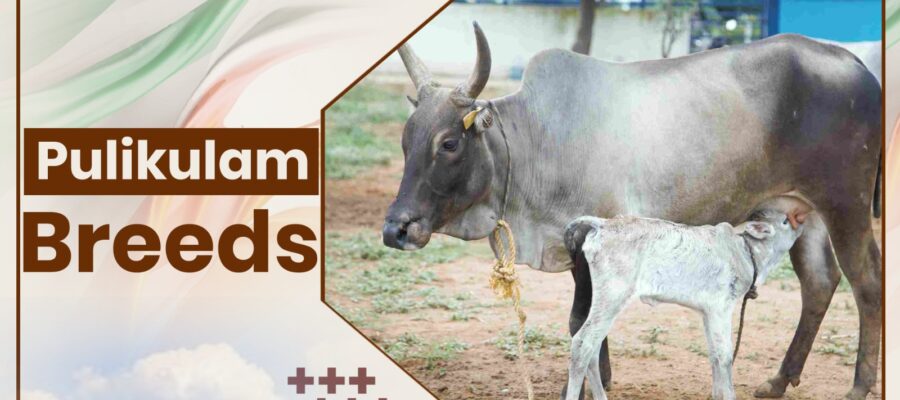 Pulikulam Cow Breeds