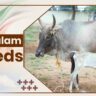 Pulikulam Cow Breeds