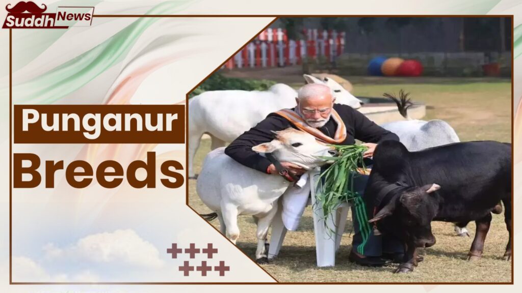 Punganur Cow Breeds