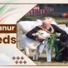 Punganur Cow Breeds