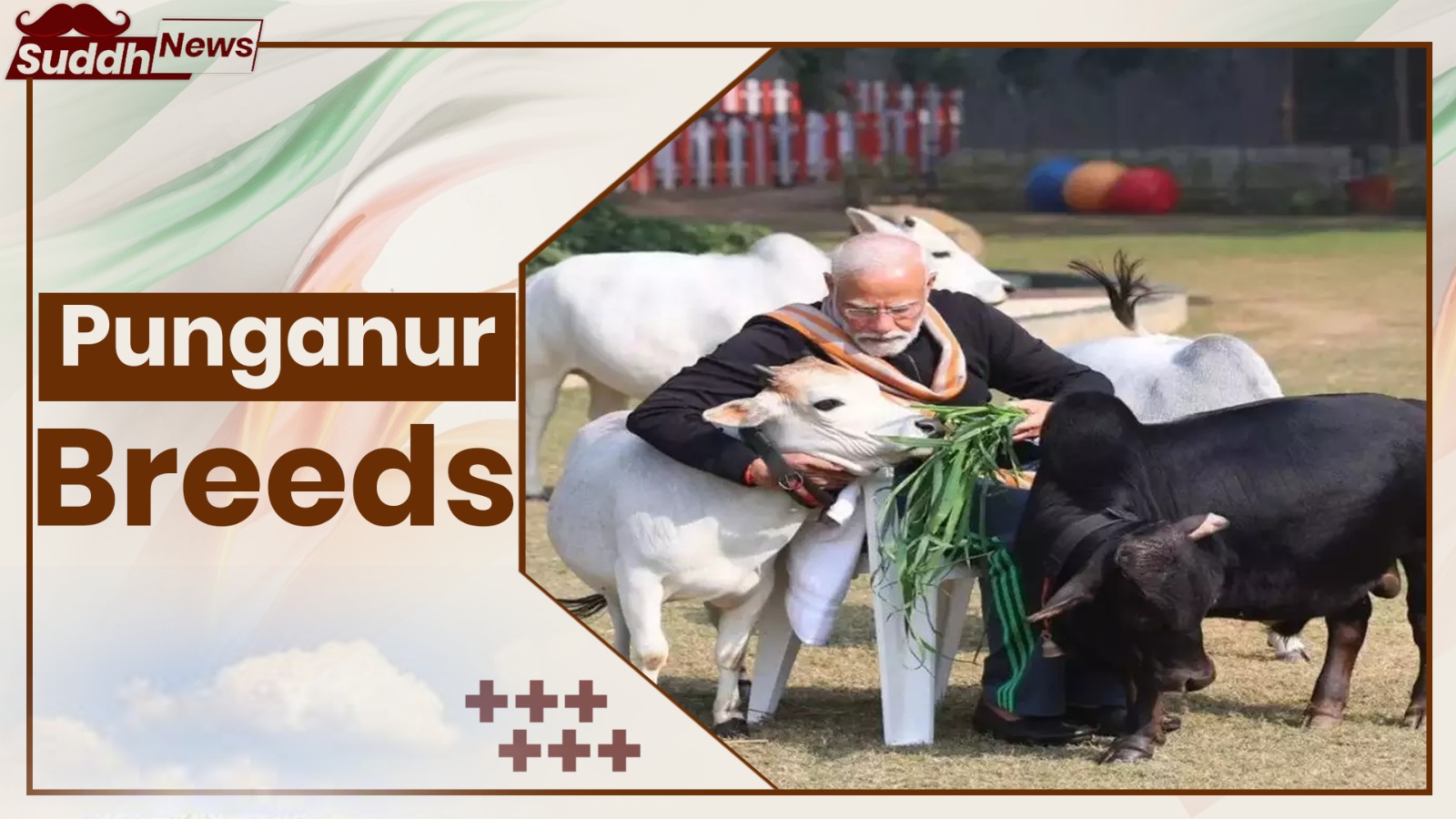 Punganur Cow Breeds 