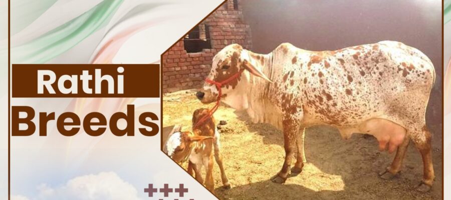 Rathi Cow Breeds