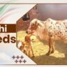 Rathi Cow Breeds
