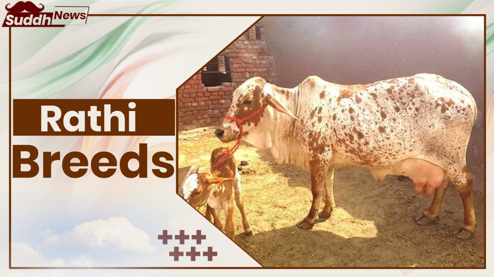 Rathi Cow Breeds