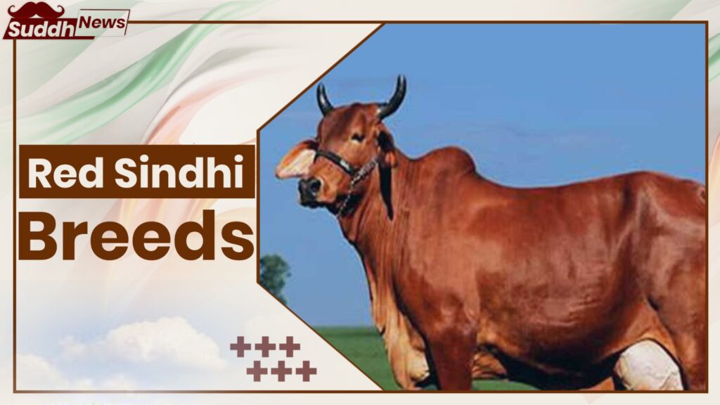 Red Sindhi Cow Breeds