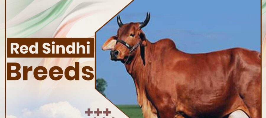 Red Sindhi Cow Breeds