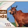 Red Sindhi Cow Breeds