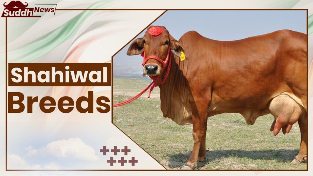 Shahiwal Cow Breeds