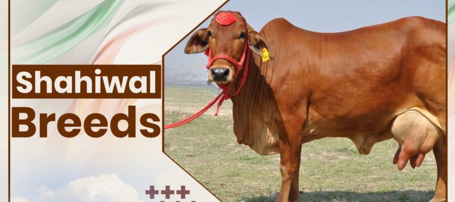 Shahiwal Cow Breeds