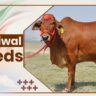 Shahiwal Cow Breeds