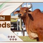 Sindhi Crossbreed Cow Breeds