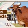 Sindhi Crossbreed Cow Breeds