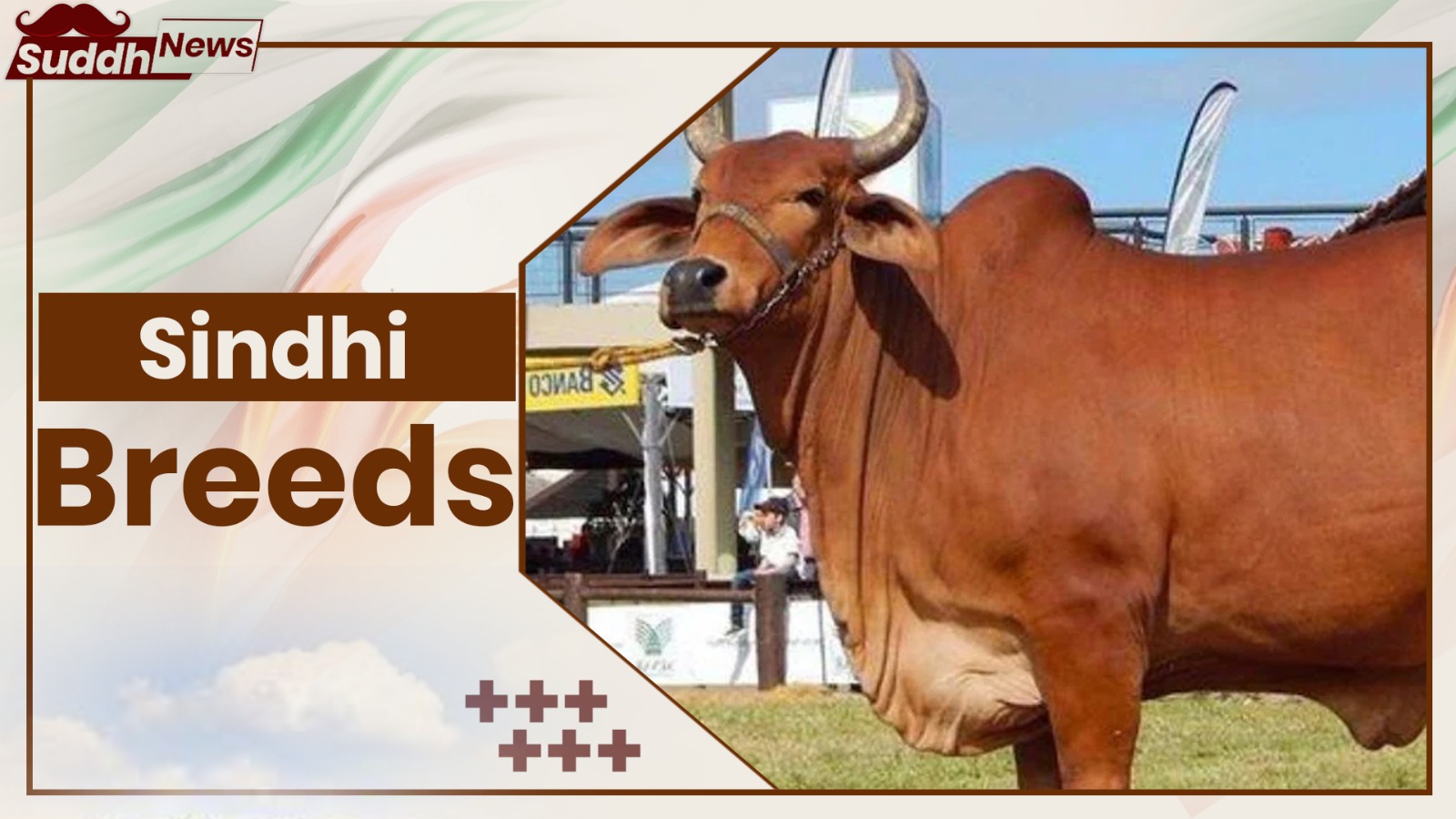 Sindhi Crossbreed Cow Breeds