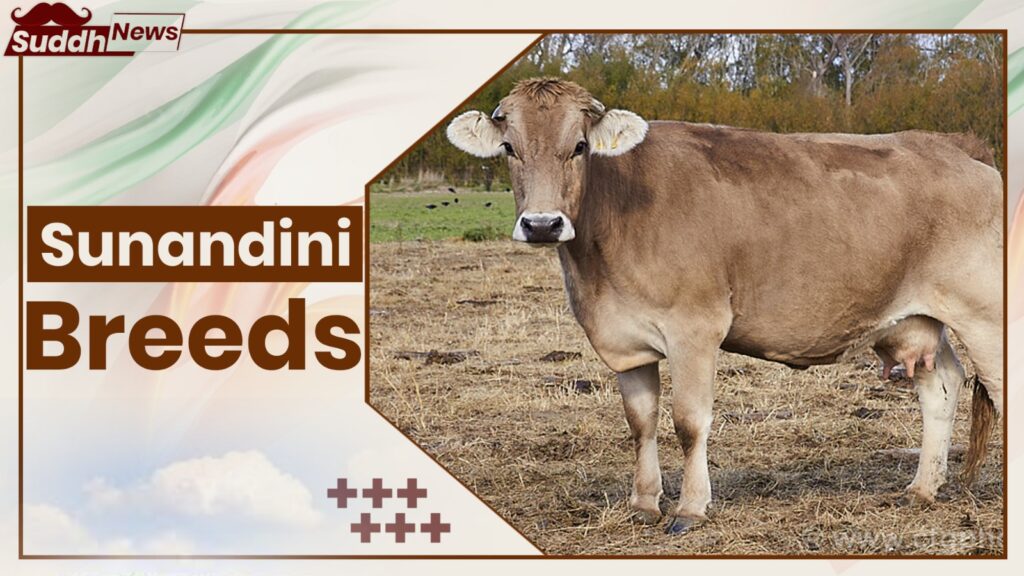 Sunandini Cow Breeds