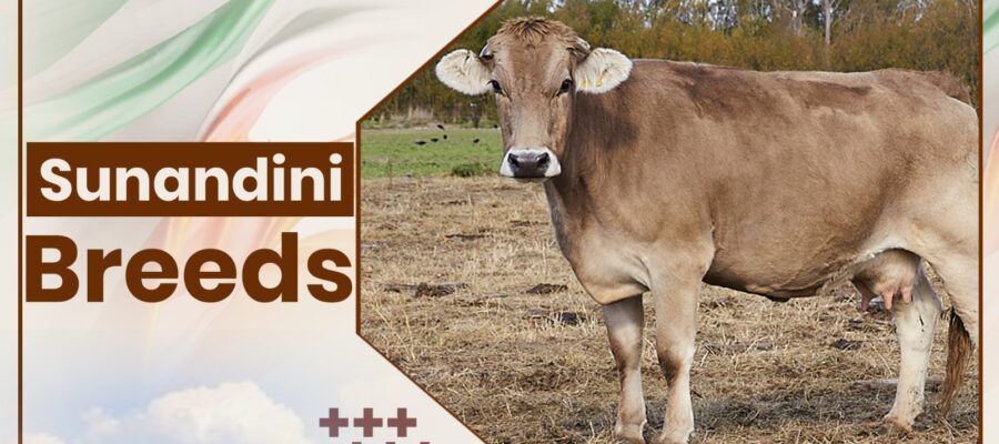 Sunandini Cow Breeds