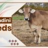 Sunandini Cow Breeds