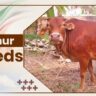 Vechur Cow Breeds